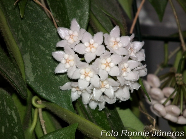 hoya Thomsonii